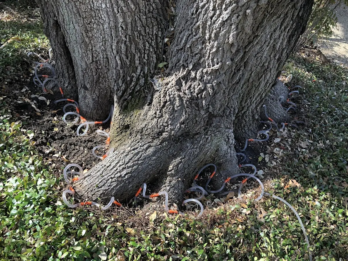 Detailed Tree Cabling and Bracing job site in New Auburn