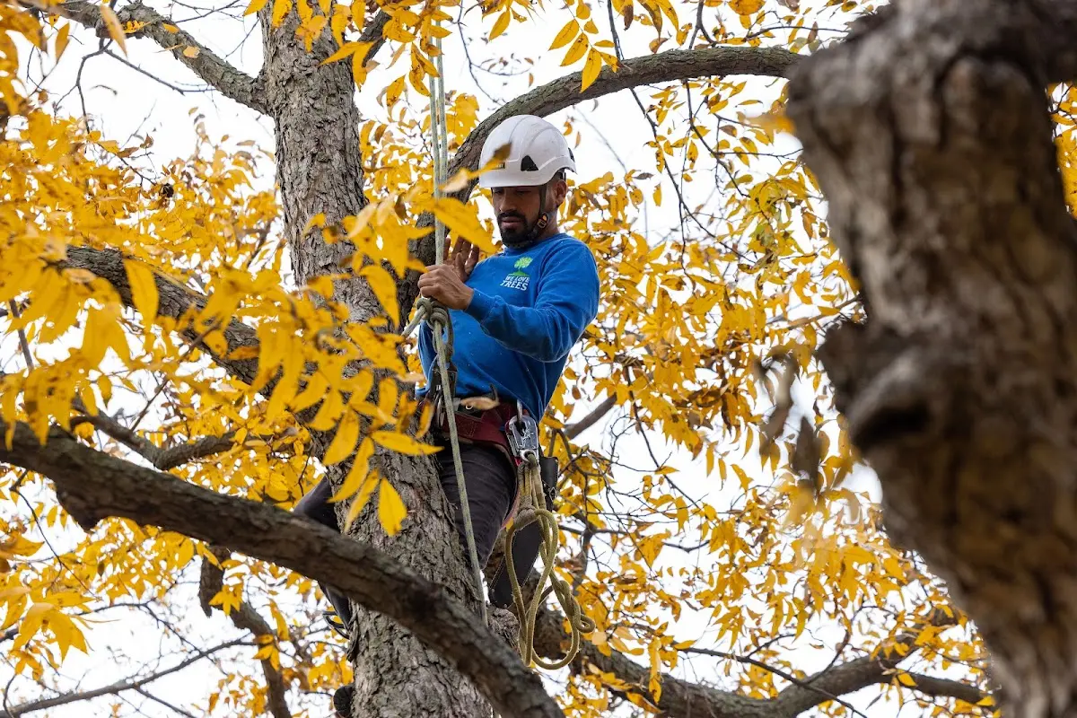 Skilled Tree Planing crew working in New Auburn