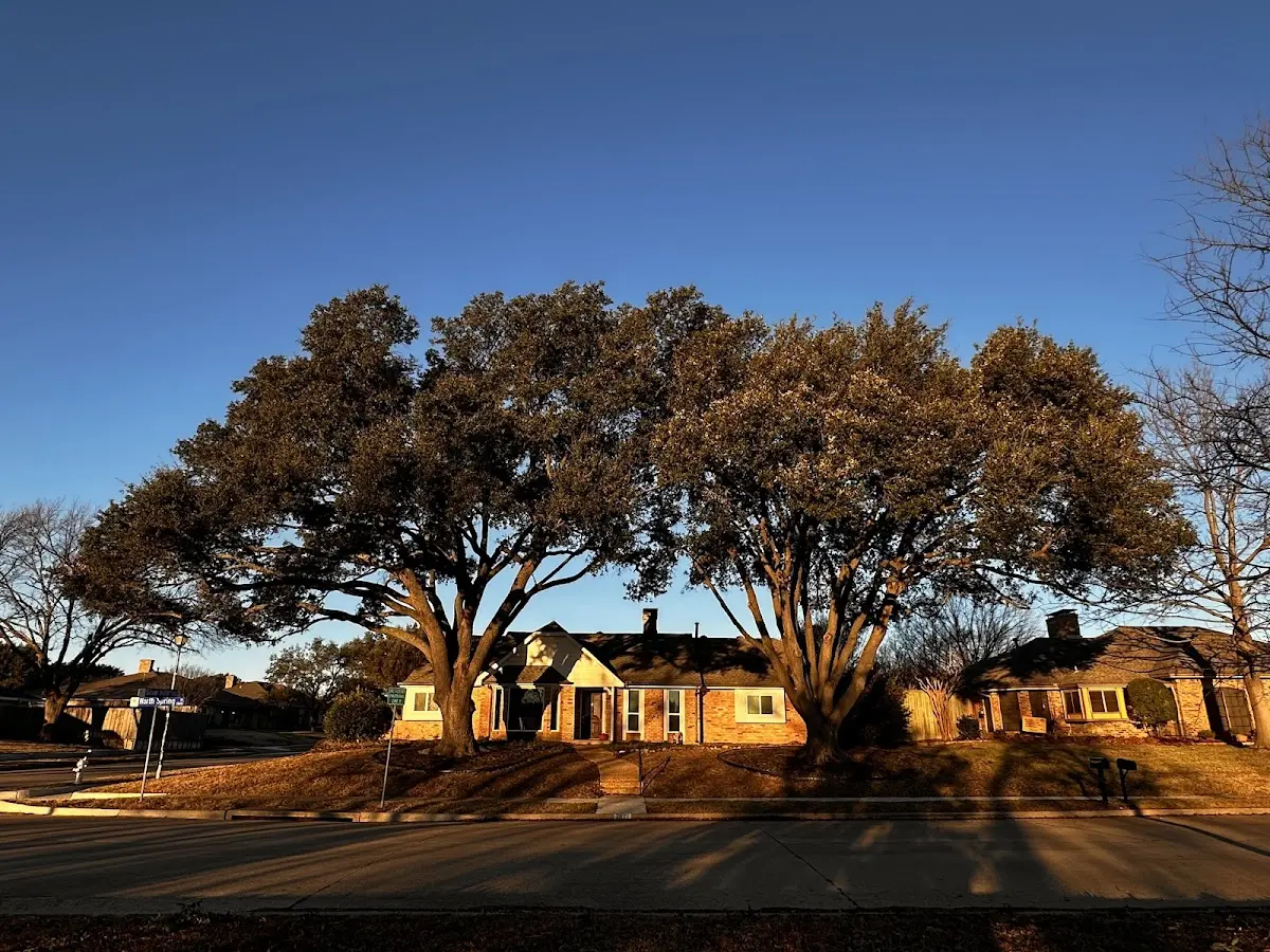 Established residential canopy tree shading a home in New Auburn